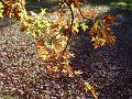 Autumn leaves, University of New England IMGP8860